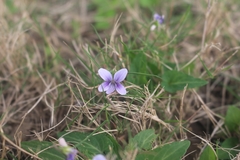 Viola inconspicua