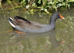 Gallinula tenebrosa tenebrosa