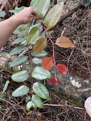Xylosma hawaiensis