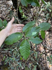 Xylosma hawaiensis