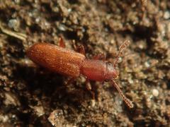 Silvanus unidentatus