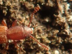 Silvanus unidentatus