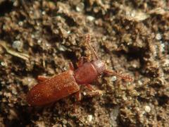 Silvanus unidentatus