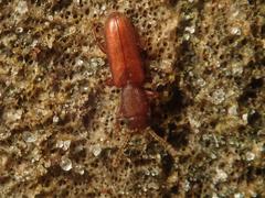 Silvanus unidentatus