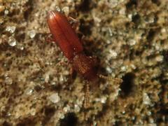 Silvanus unidentatus