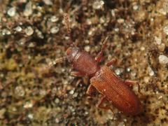 Silvanus unidentatus