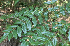 Berberis napaulensis