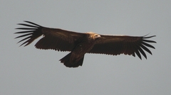 Gyps fulvus