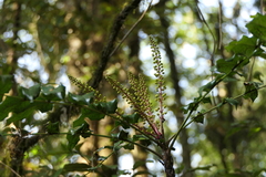 Berberis napaulensis