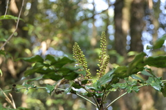 Berberis napaulensis