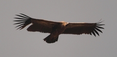 Gyps fulvus