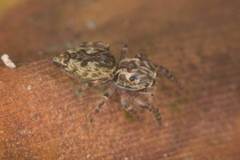 Paraphilaeus daemeli