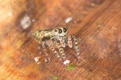 Paraphilaeus daemeli