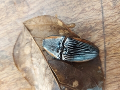 Chalcolepidius rugatus