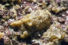 Sphaeroma