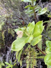 Lysimachia glutinosa