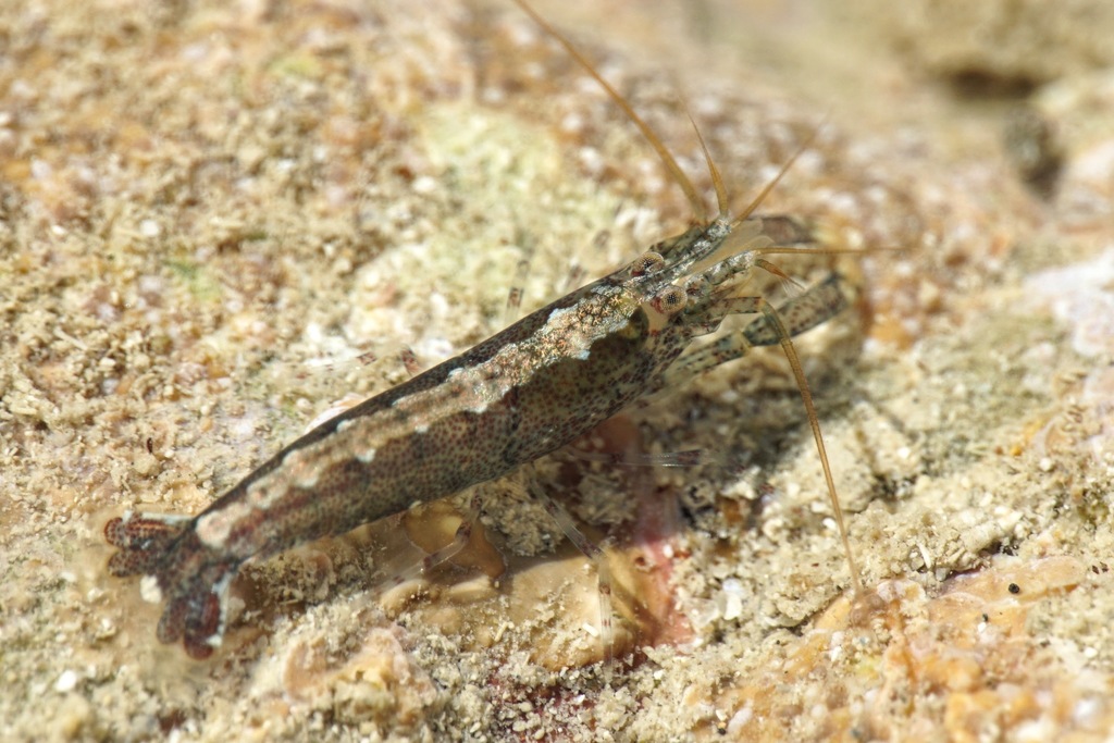 Hooded Shrimp, photo 1 of 10