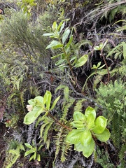 Lysimachia glutinosa