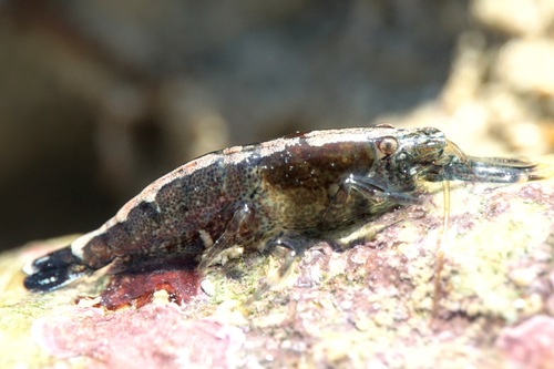 Hooded Shrimp, photo 5 of 10
