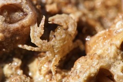 Pisidia