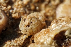 Pisidia