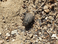 Pimelia mittrei