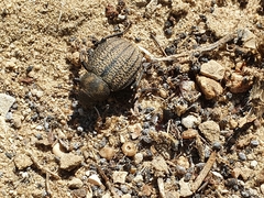 Pimelia mittrei