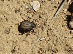 Pimelia mittrei