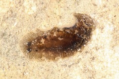 Dendrodoris grandiflora