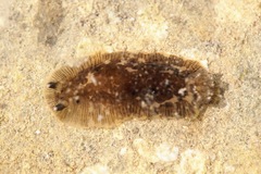 Dendrodoris grandiflora