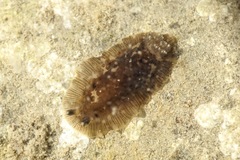 Dendrodoris grandiflora