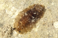 Dendrodoris grandiflora