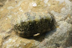 Chitonidae