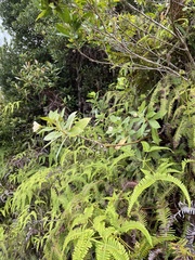 Lysimachia glutinosa