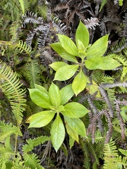 Lysimachia glutinosa