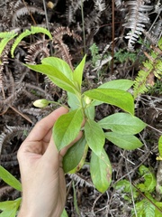 Lysimachia glutinosa