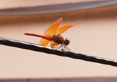 Brachythemis contaminata
