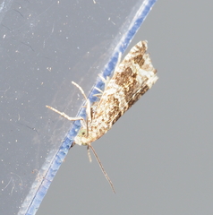 Olethreutes umbrosana