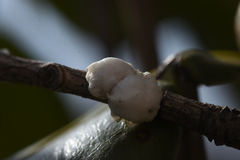Ceroplastes japonicus