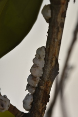 Ceroplastes japonicus