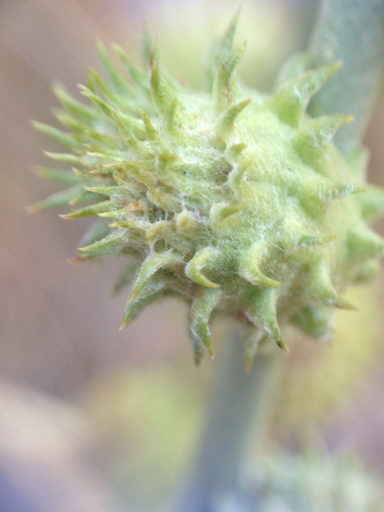 Cotton-gall Midge