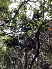 Xylosma hawaiensis