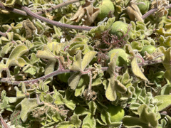 Passiflora pentaschista