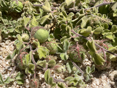 Passiflora pentaschista