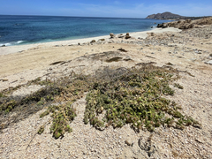 Passiflora pentaschista