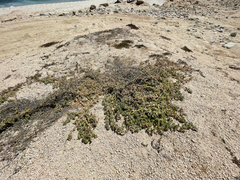 Passiflora pentaschista