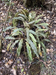 Elaphoglossum paleaceum