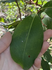 Xylocarpus