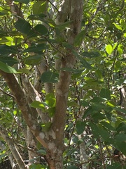Xylocarpus
