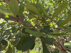 Xylocarpus
